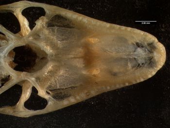 Media type: image;   Herpetology R-66857